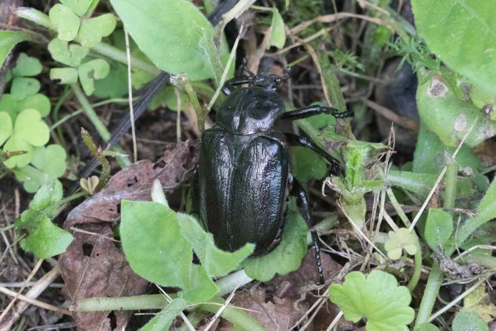 Eremit oder Juchtenkäfer